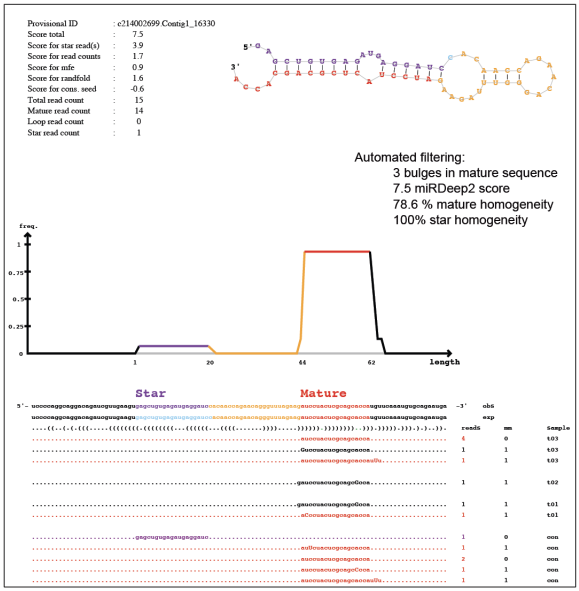 Screenshot of miRDeep2 output showing a predicted microRNA in Hydractinia that passed filtering based on secondary structure, miRDeep2 score, and strand homogeneity.