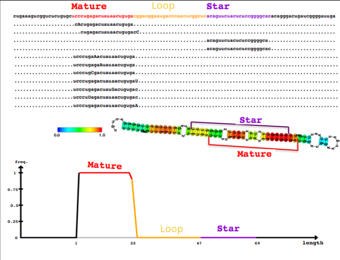 Screenshot of miRDeep2 output showing a predicted microRNA in Rotylenchulus reniformis, validated by CentroidFold secondary structure analysis.