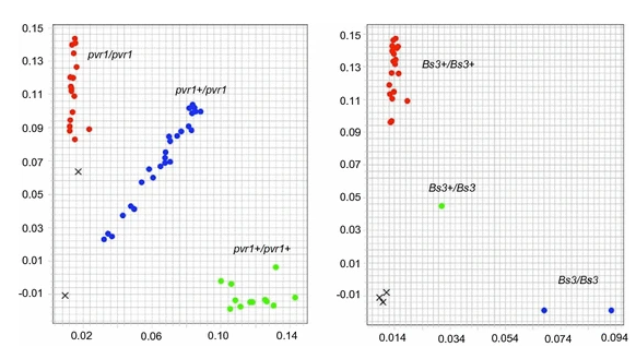 Scatter plots showing fluorescence-based genotyping of pepper resistance alleles using KASP markers. Left: pvr1 genotypes in CC population. Right: Bs3 genotypes in commercial cultivars. Color clusters indicate homozygous wild-type, homozygous resistance, and heterozygotes. Black x’s mark water controls and failed samples.
